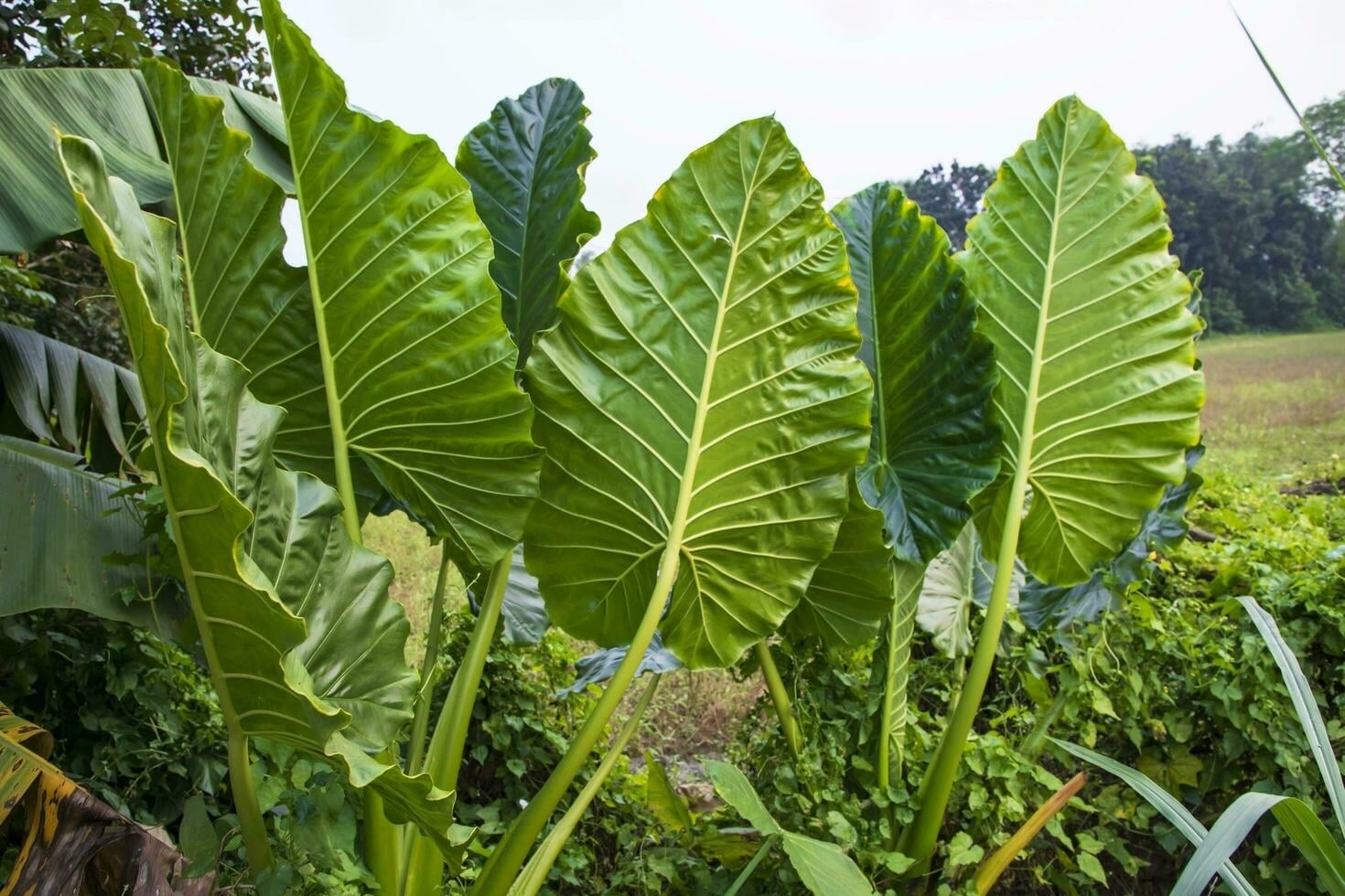 How To Propagate Elephant Ear Plant Simple Guide 2024