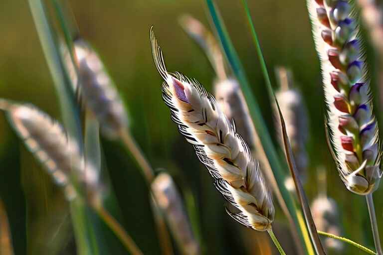 weeds that look like wheat