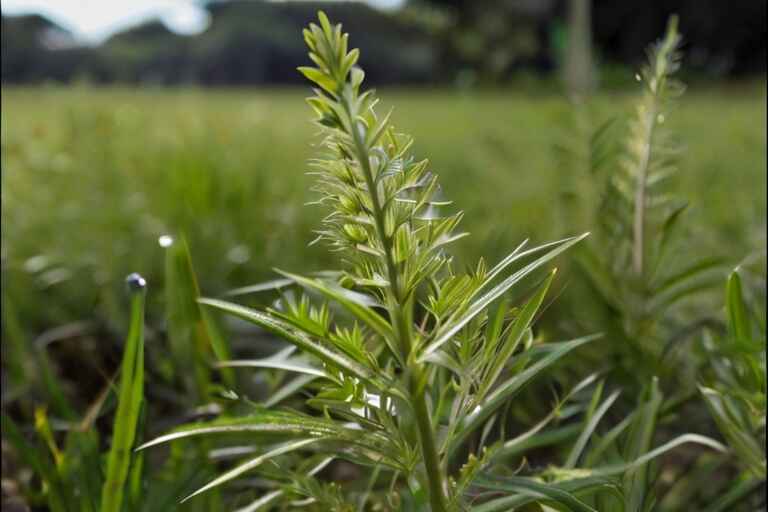 weeds that look like wheat