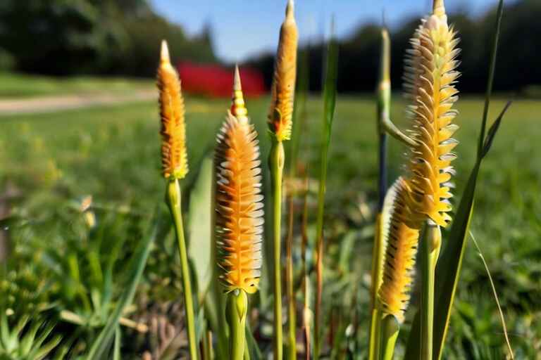 weeds that look like wheat