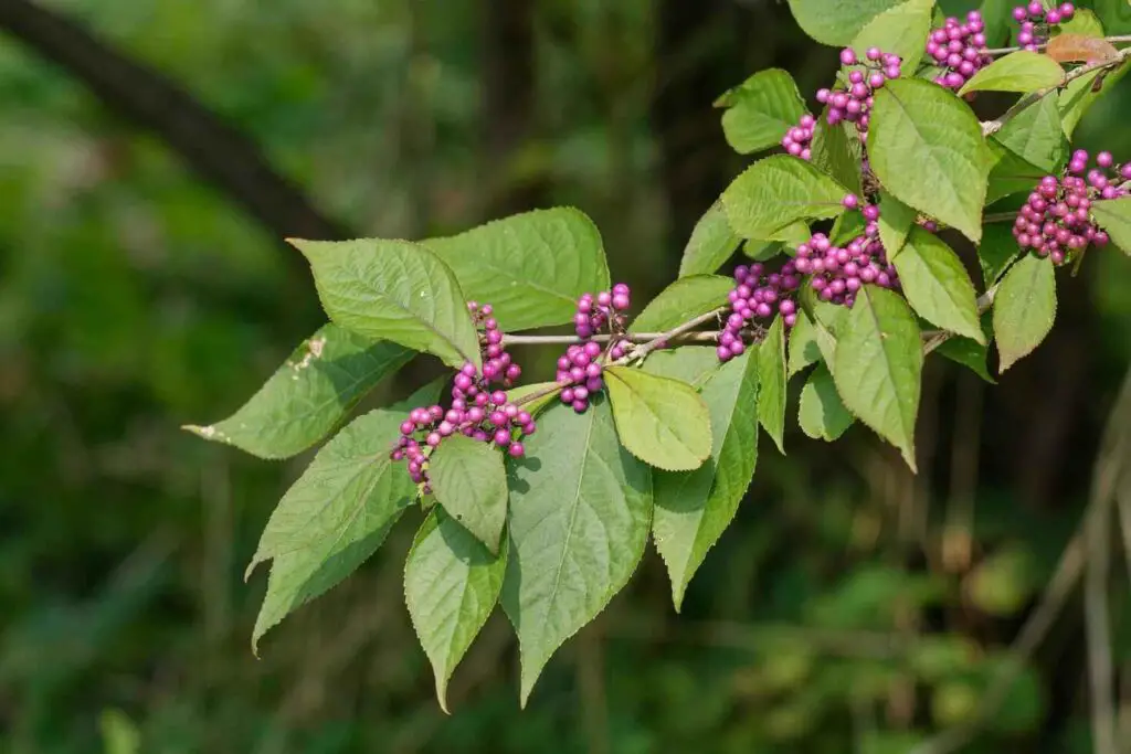 Is Pokeweed Poisonous to Touch