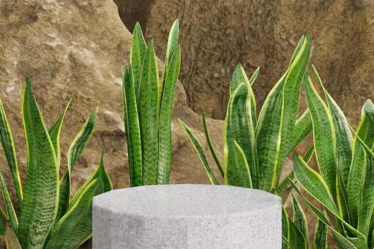 snake plant disadvantages