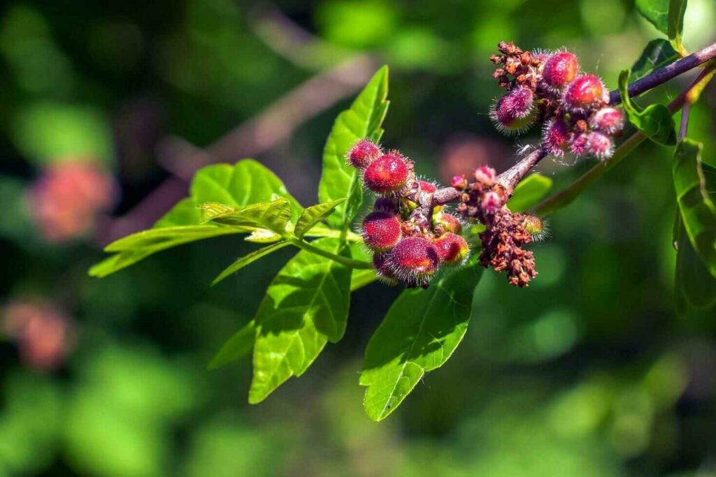 Is Pokeweed Poisonous to Touch