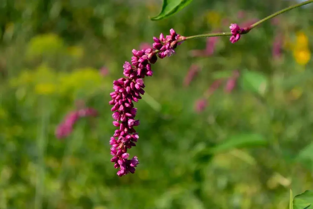 Is Pokeweed Poisonous to Touch