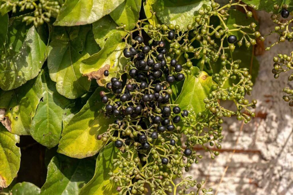 Is Pokeweed Poisonous to Touch