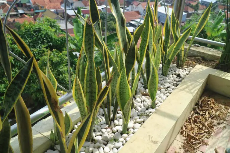 snake plant disadvantages