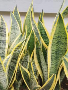 Snake Plant Disadvantages