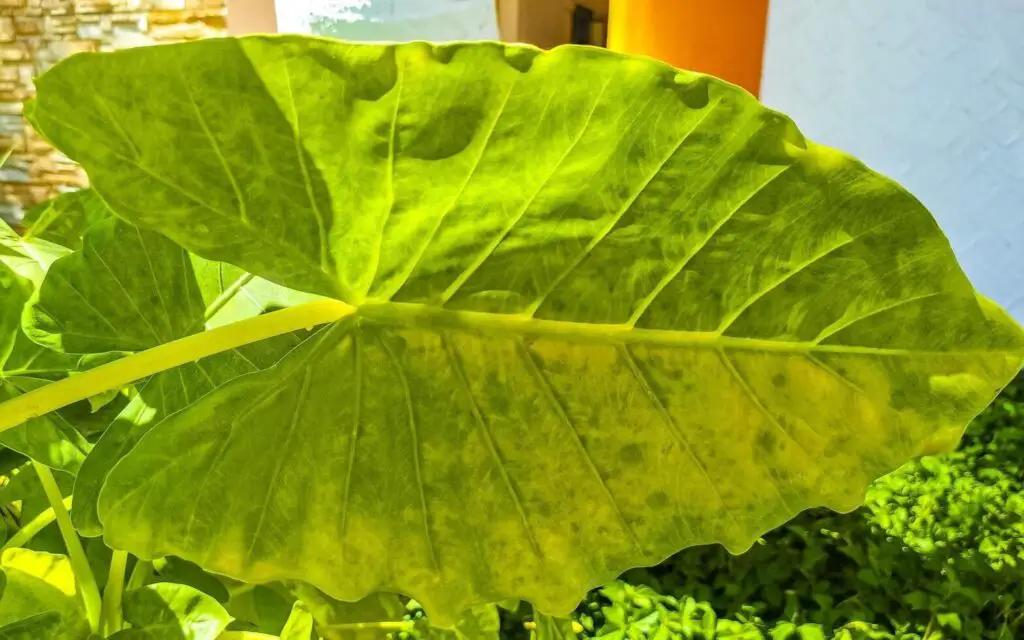 How To Propagate Elephant Ear Plant