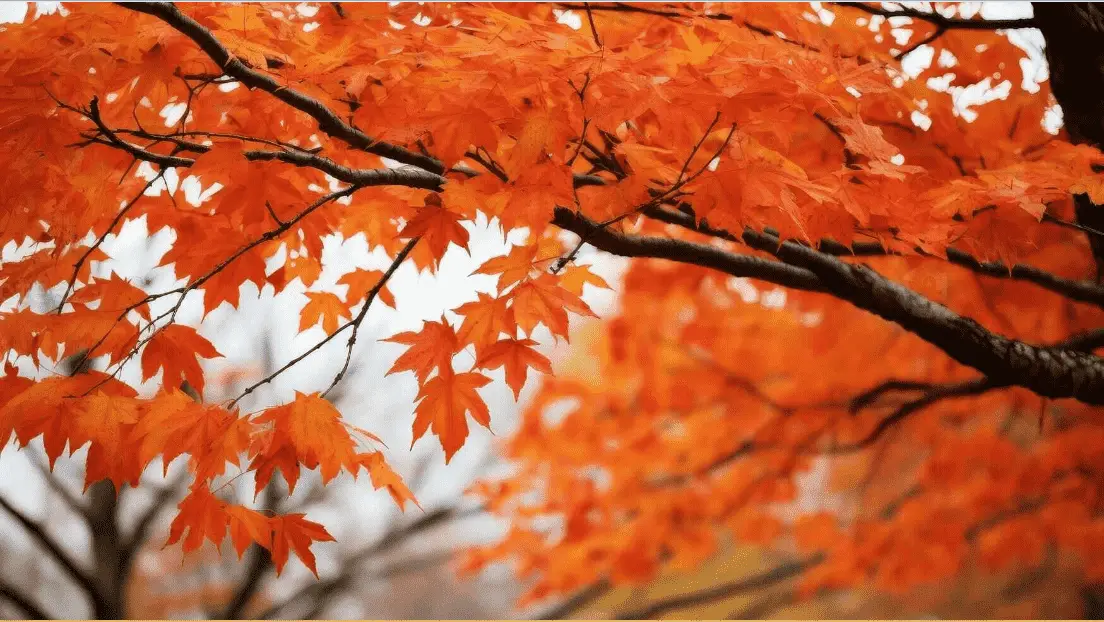 Chinese Maple Trees