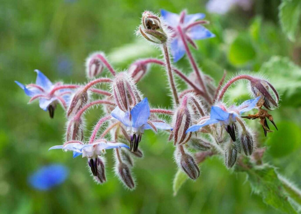 Blackberry Companion Plants