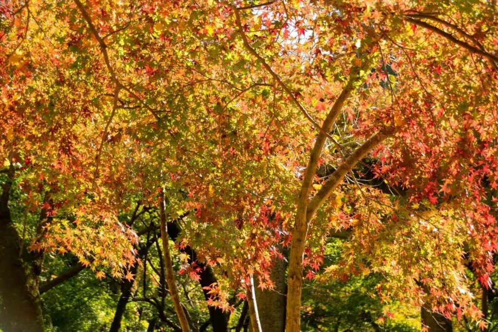 Chinese Maple Trees