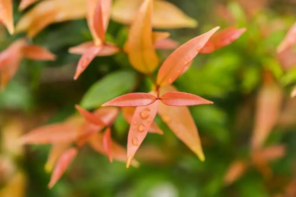 Goldfish Plant Varieties