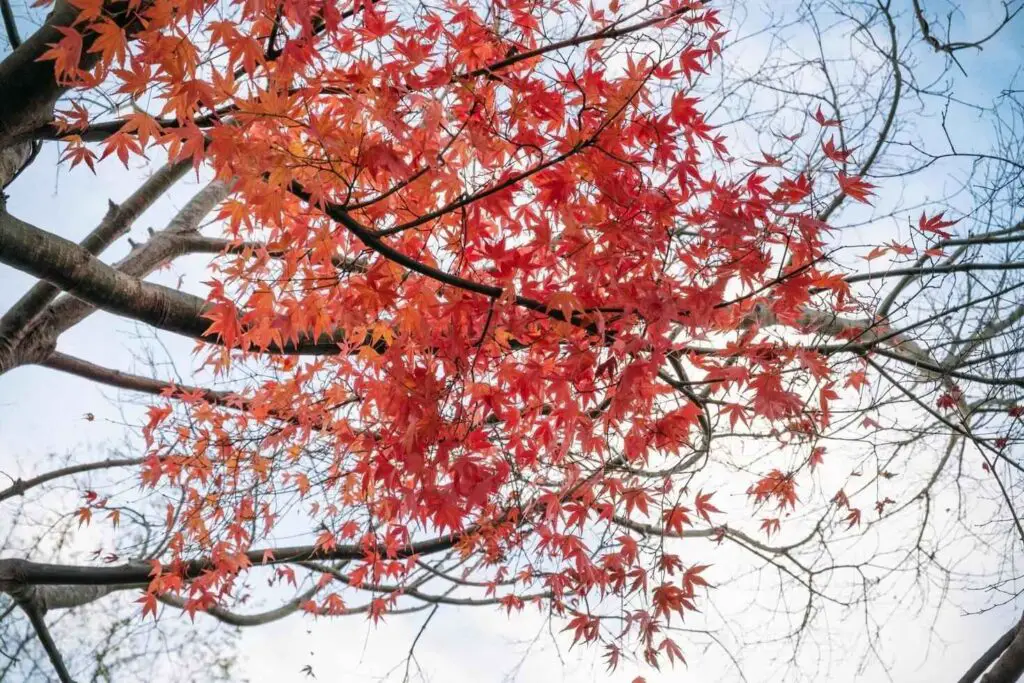 Chinese Maple Trees