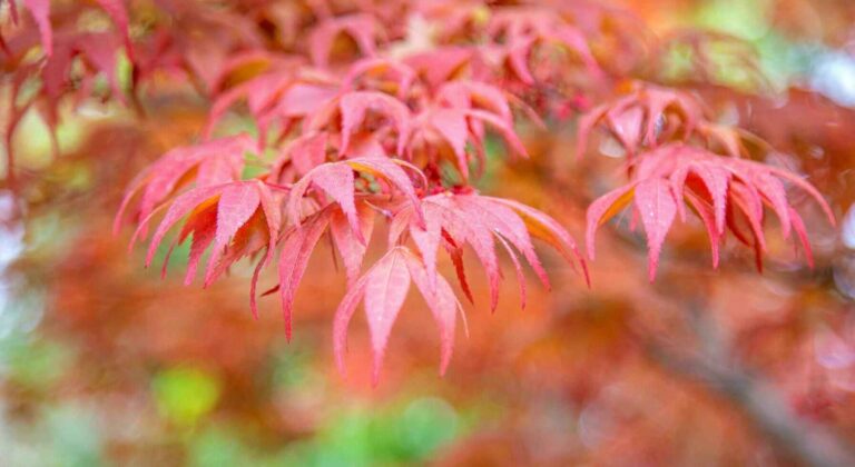 Chinese Maple Trees