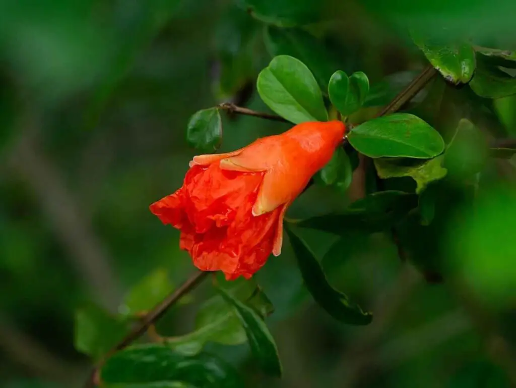 Goldfish Plant Varieties