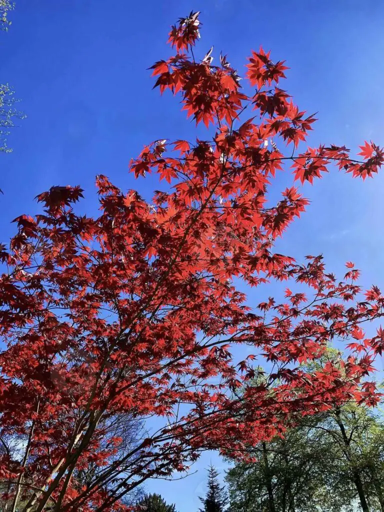 Chinese Maple Trees