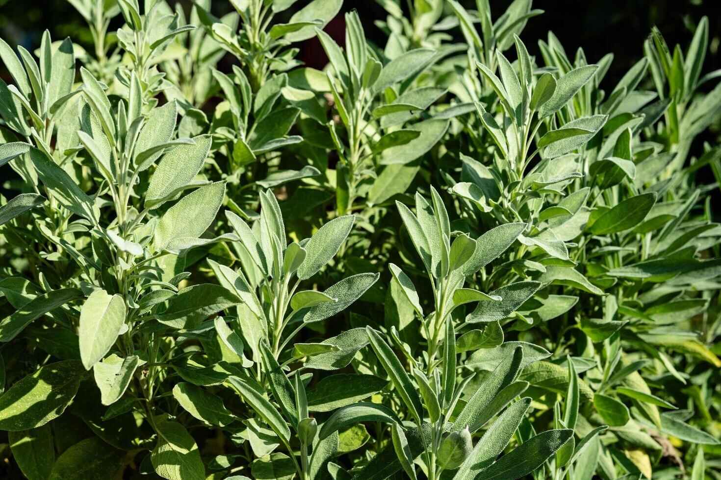 Companion Plant for Oregano