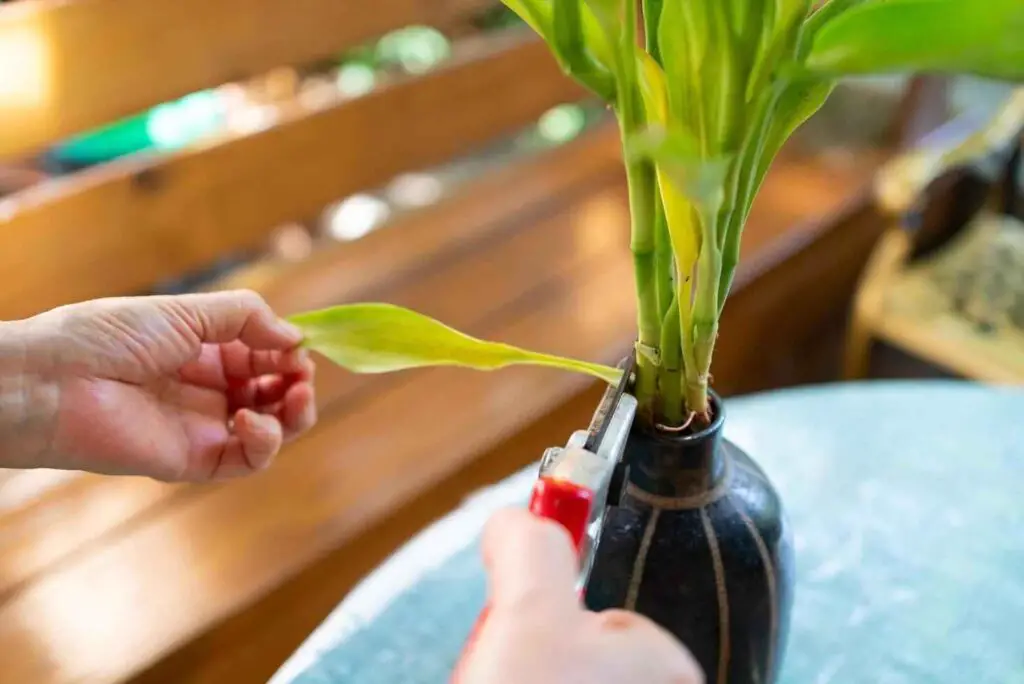 how to repot a bamboo plant