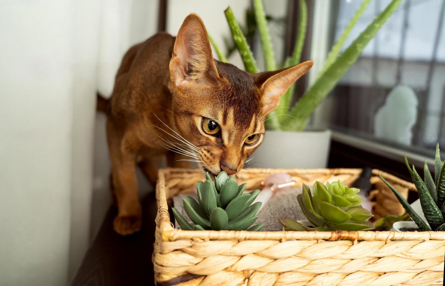 zz plant toxic to cats