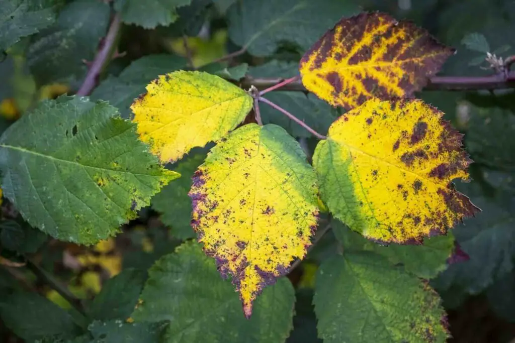 Cucumber Plant Leaves Turning Yellow