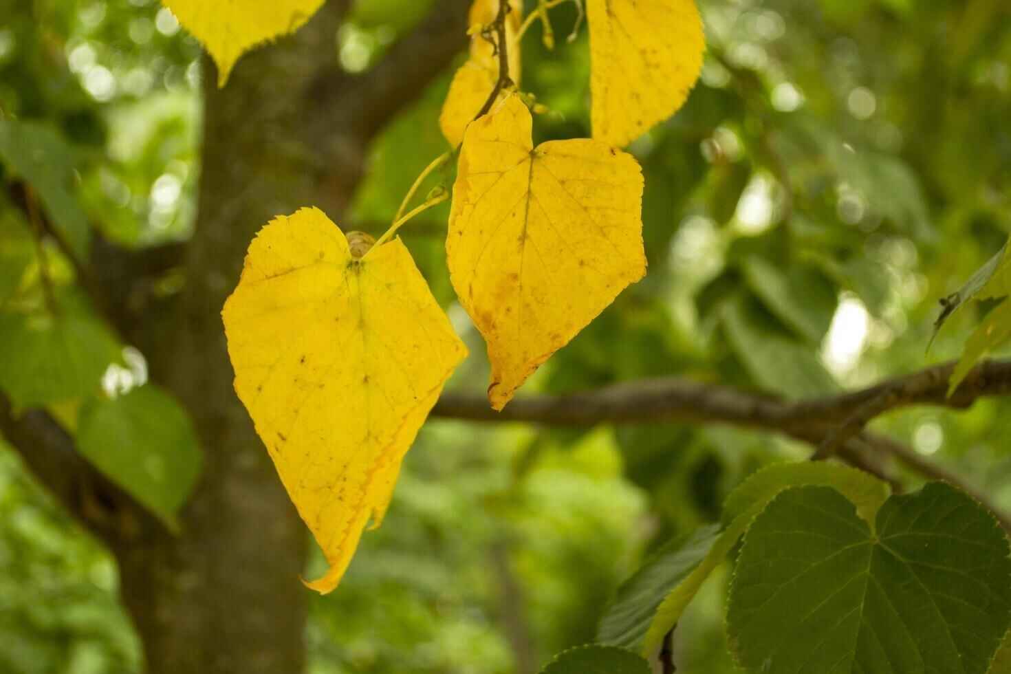 Cucumber Plant Leaves Turning Yellow