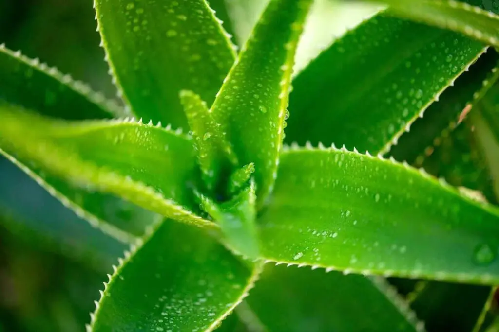 how to save an aloe plant