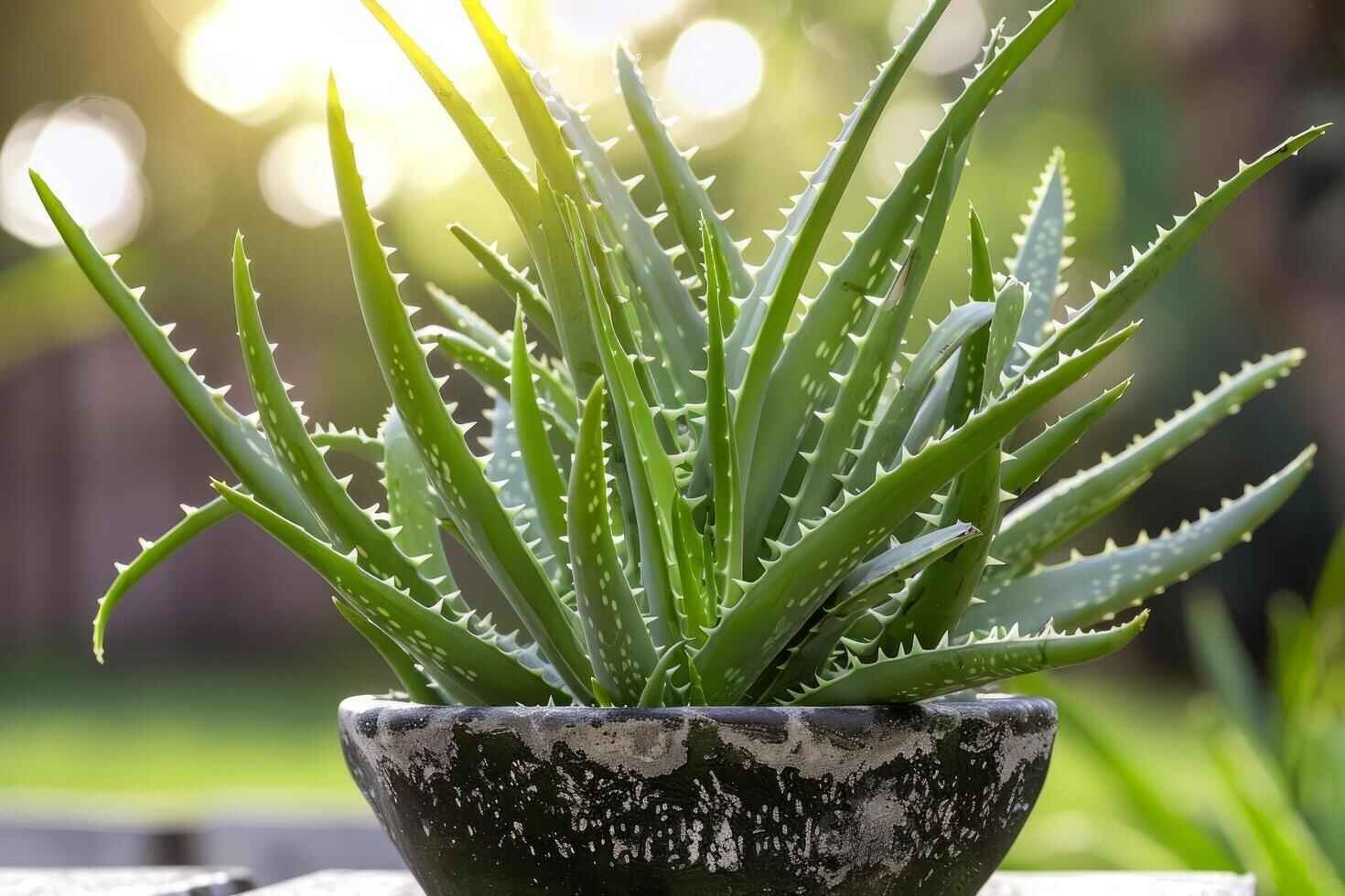 how to save an aloe plant