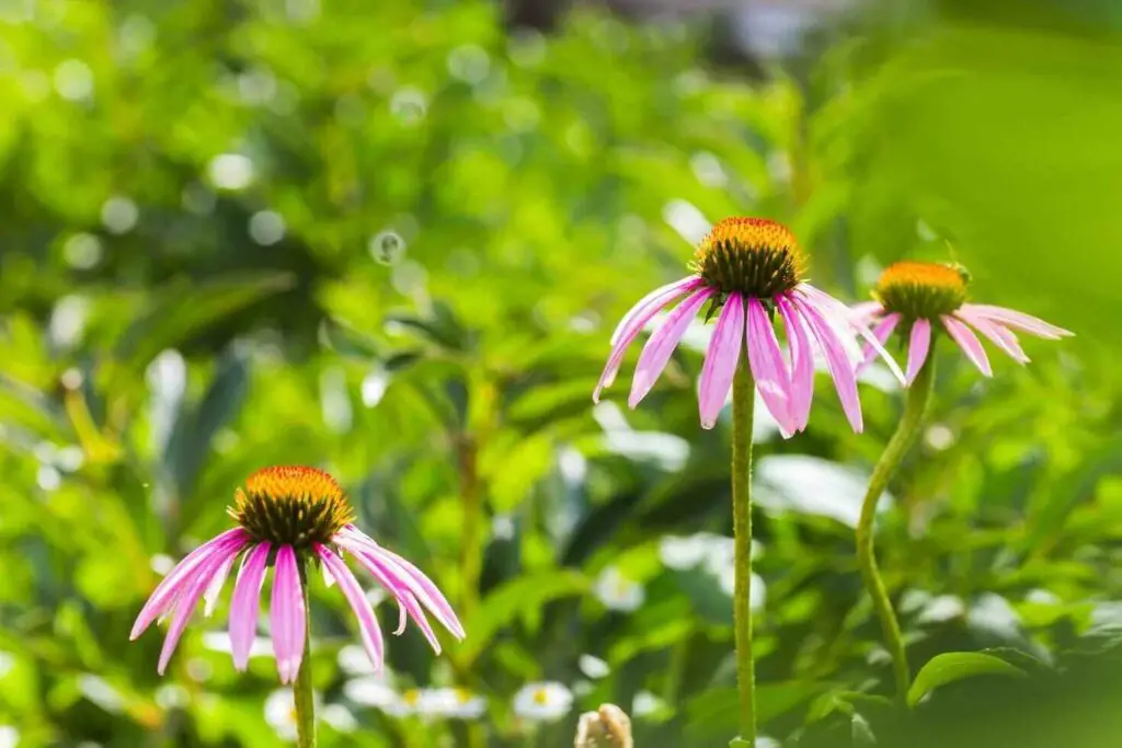 coneflower companion plants