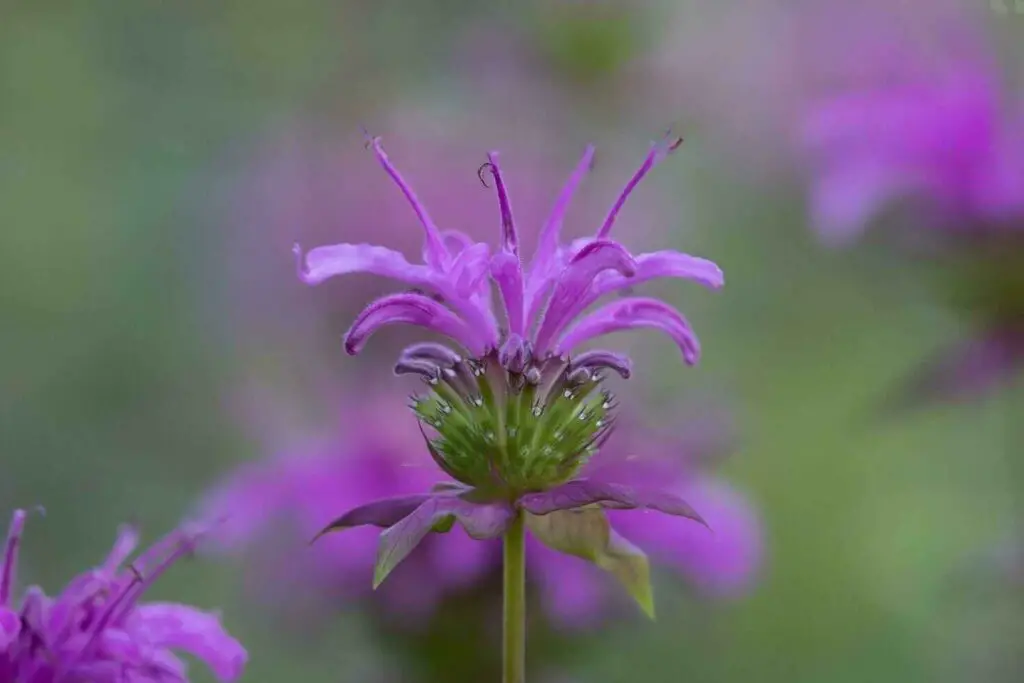 coneflower companion plants