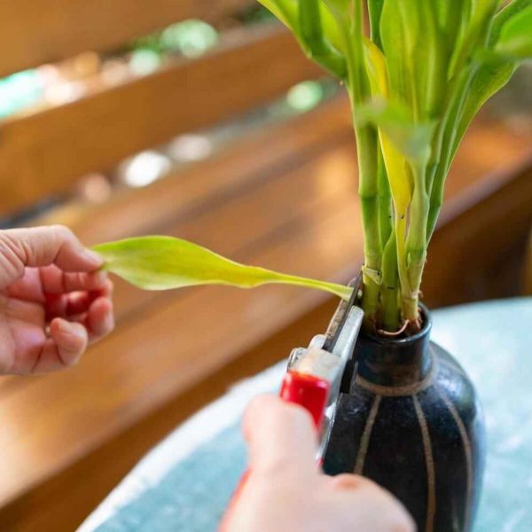 how to repot a bamboo plant